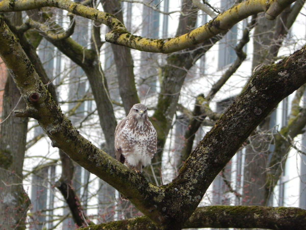 Common Buzzard - ML639506132