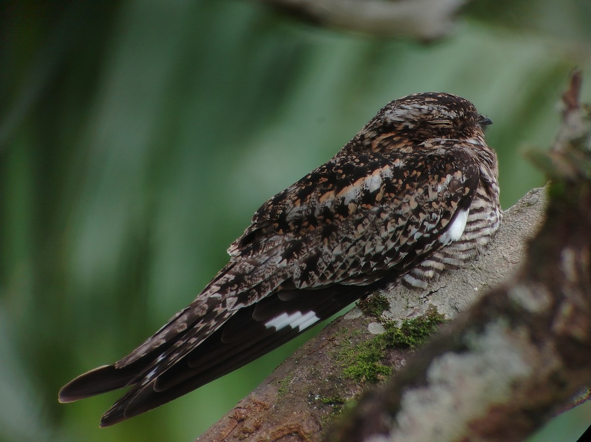 Lesser Nighthawk - ML639506155