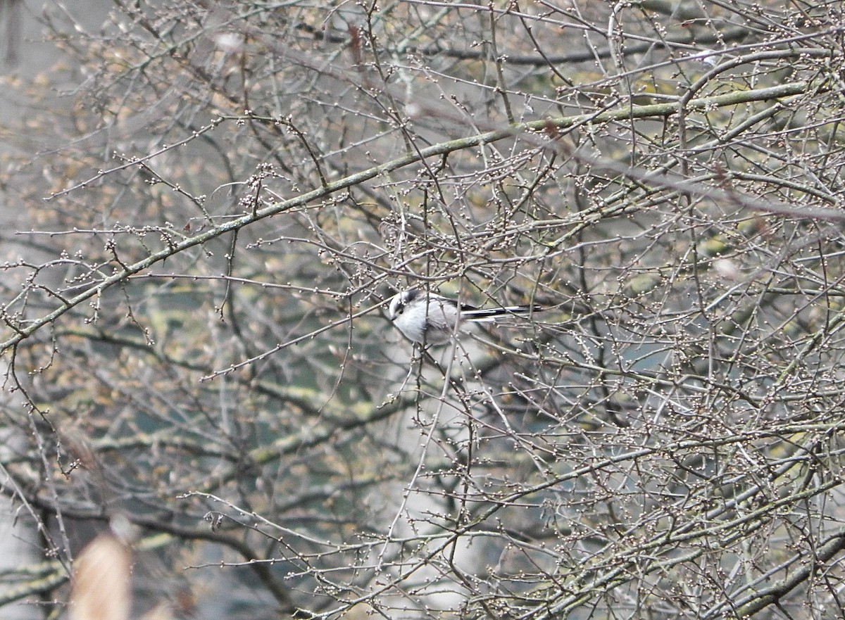 Long-tailed Tit - ML639506171