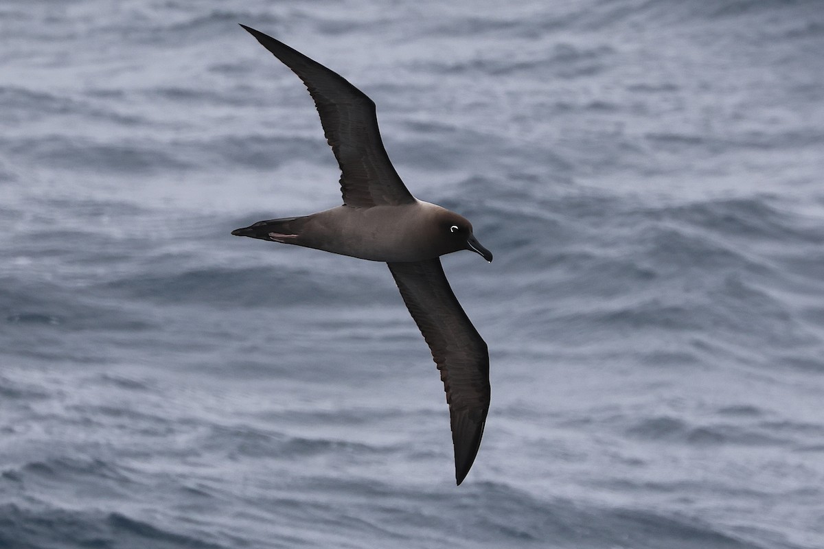 Light-mantled Albatross - ML639506204