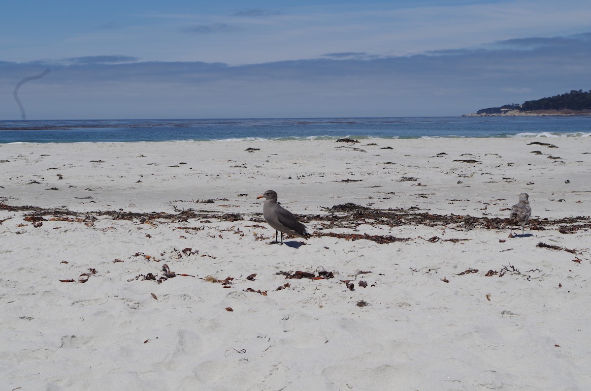 Heermann's Gull - ML639506221