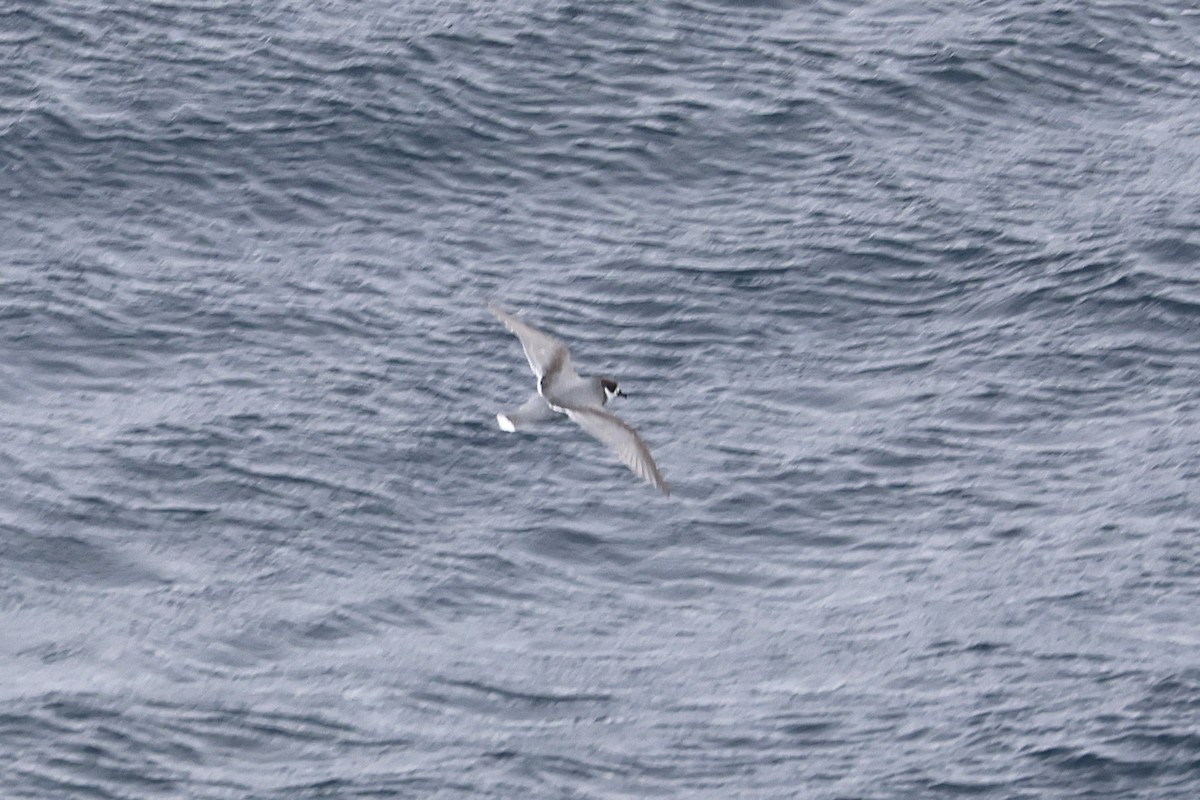 Blue Petrel - ML639506239