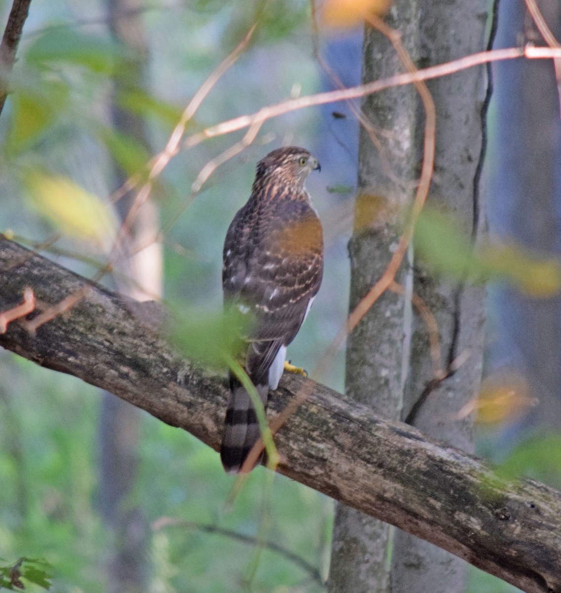 Cooper's Hawk - ML639506340