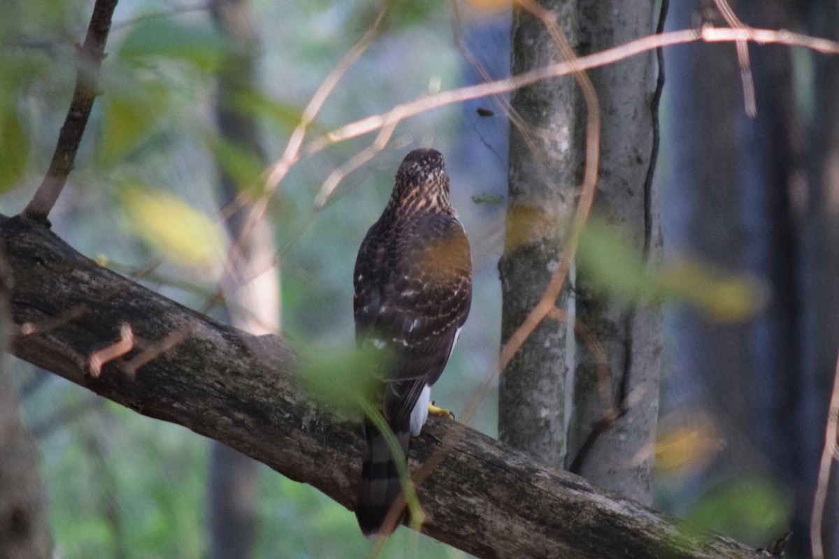 Cooper's Hawk - ML639506341