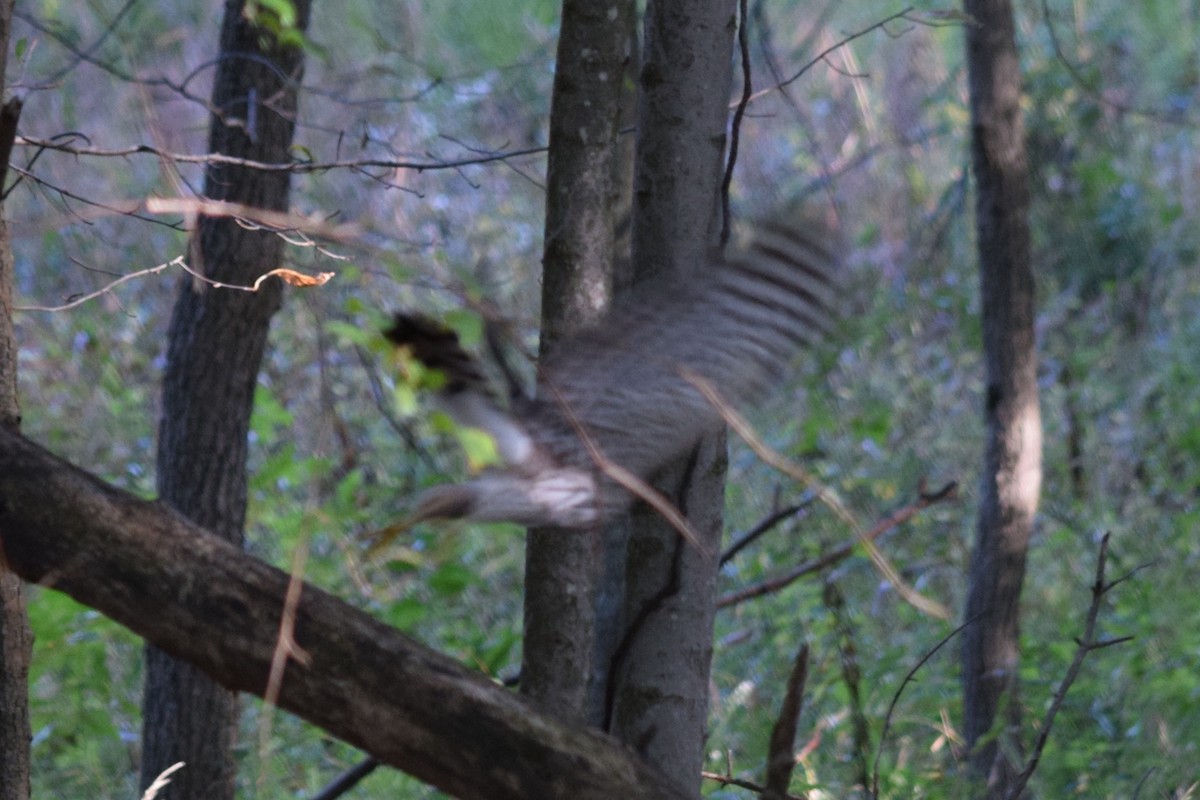 Cooper's Hawk - ML639506342