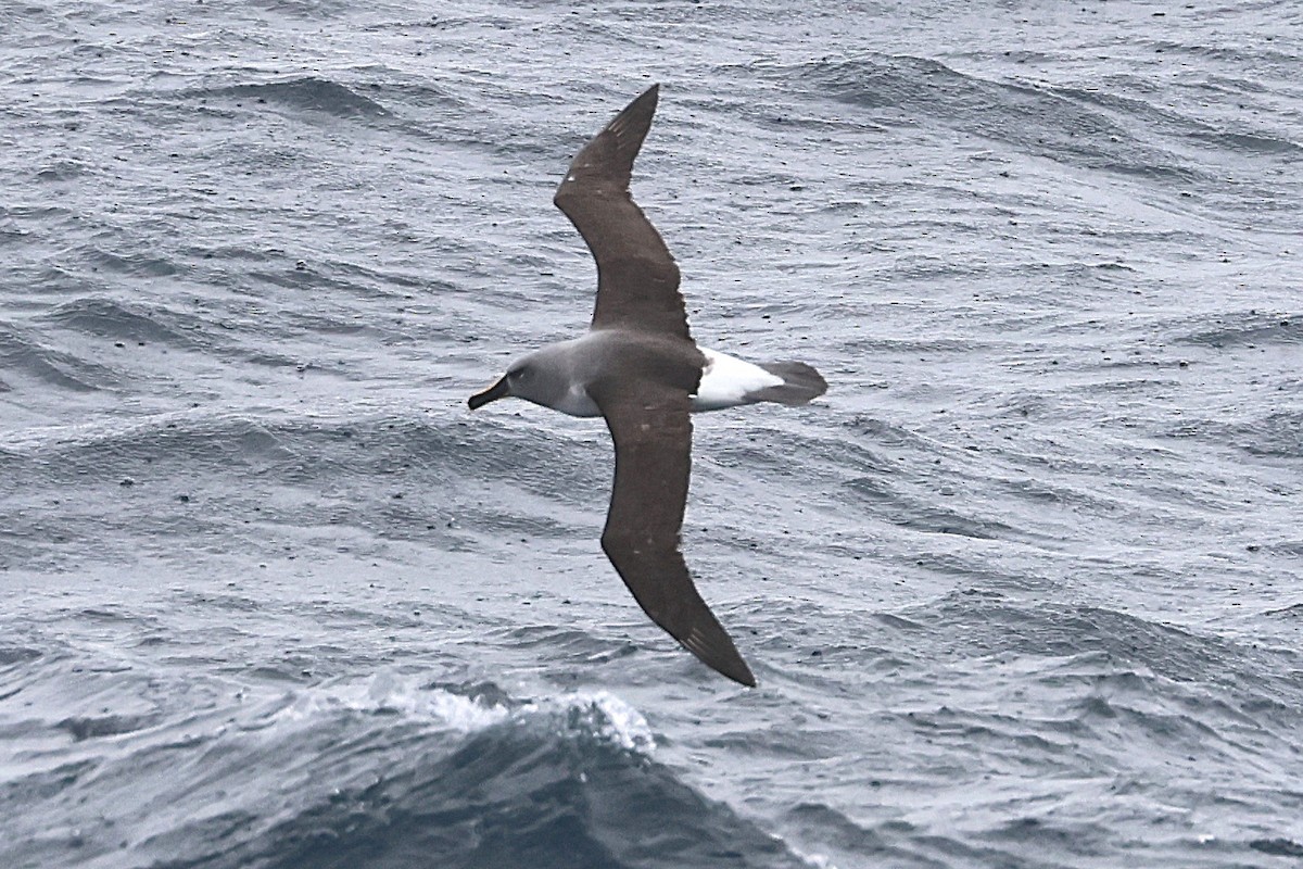 Boz Başlı Albatros - ML639506346