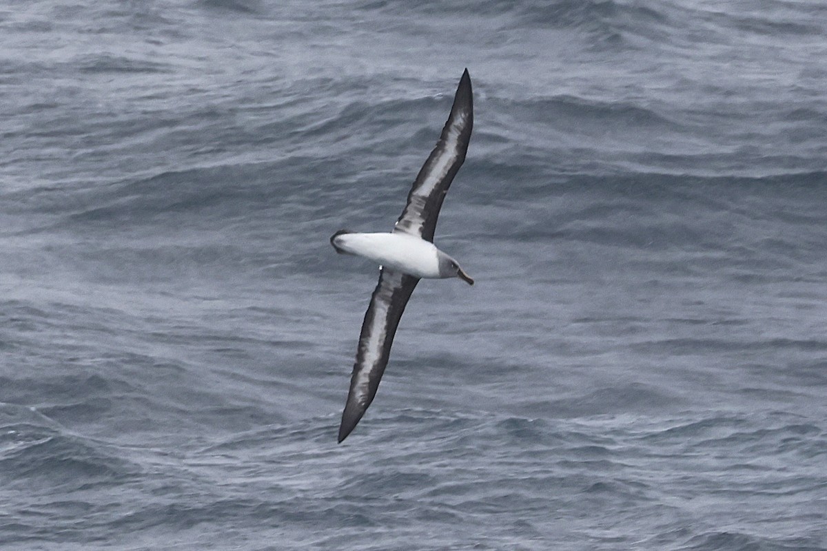 Boz Başlı Albatros - ML639506354