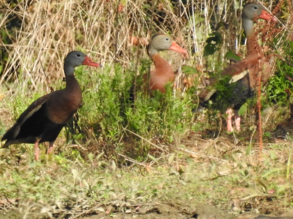 Black-bellied Whistling-Duck - ML639506437