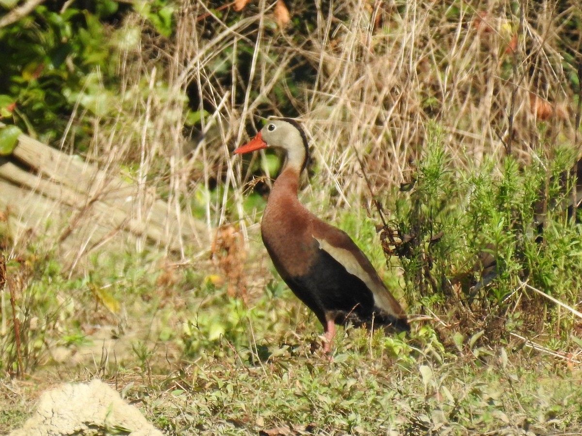 Black-bellied Whistling-Duck - ML639506438