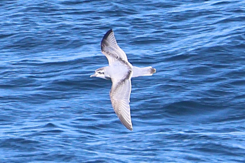 Slender-billed Prion - ML639506556
