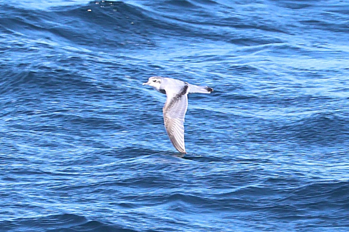 Slender-billed Prion - ML639506557