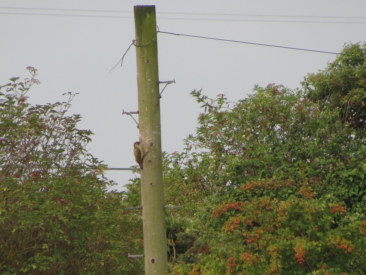 Eurasian Green Woodpecker - ML639506659