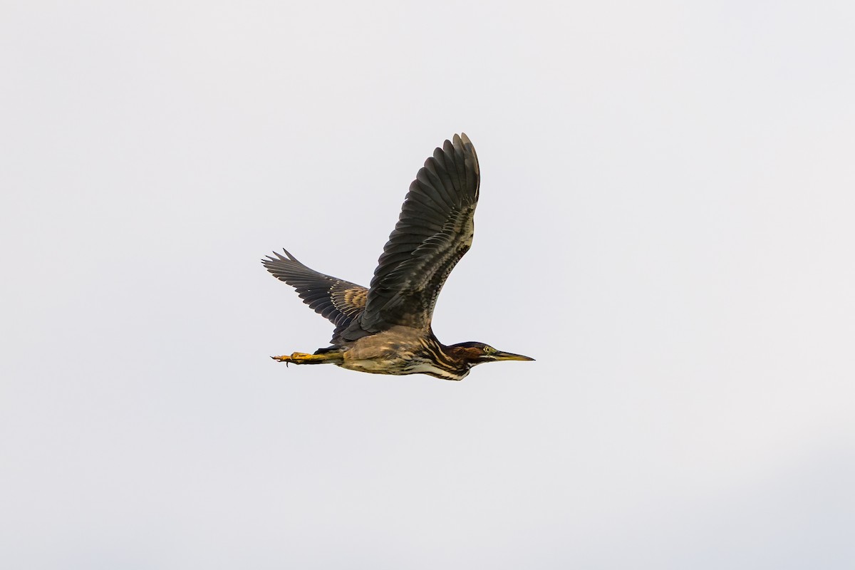 Green Heron - ML639506665