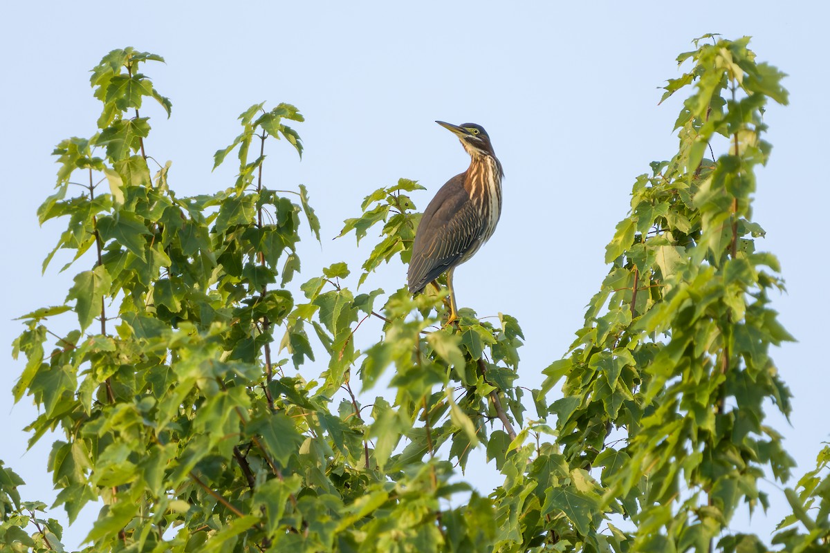 Green Heron - ML639506666