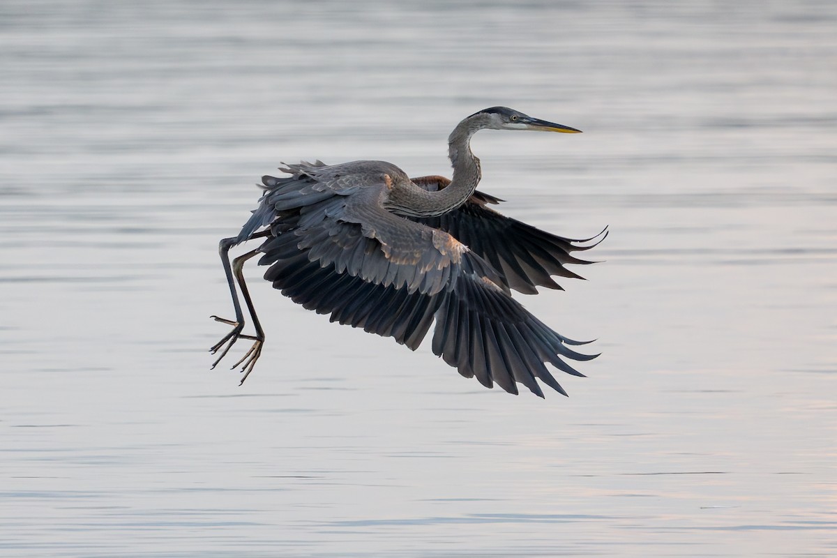 Great Blue Heron - ML639506671