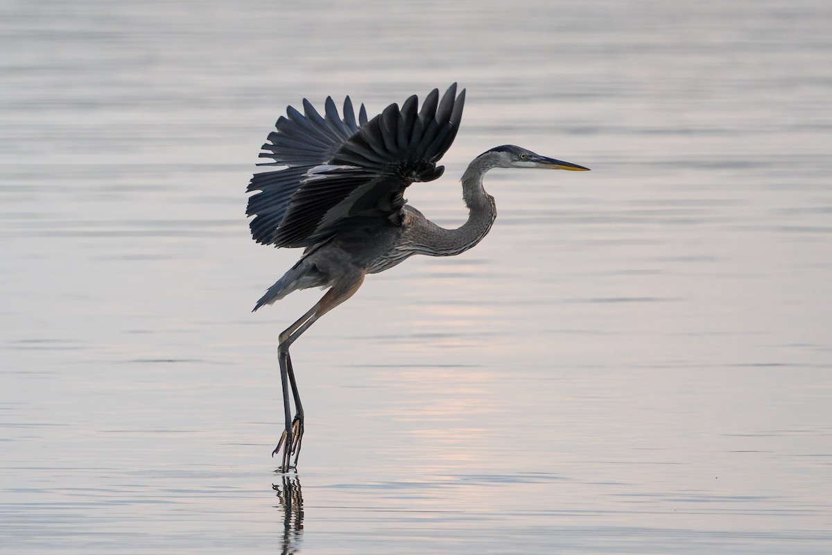 Great Blue Heron - ML639506672