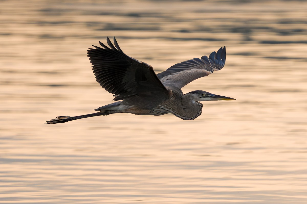 Great Blue Heron - ML639506673
