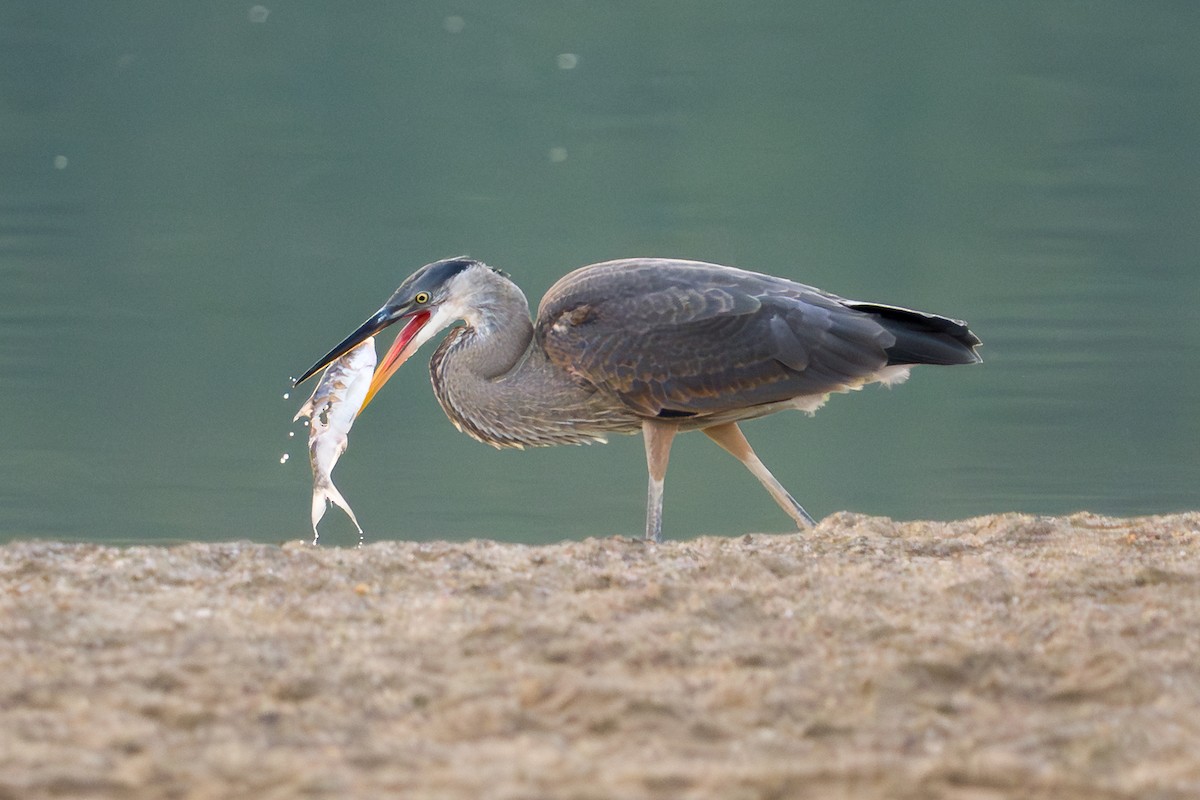 Great Blue Heron - ML639506674