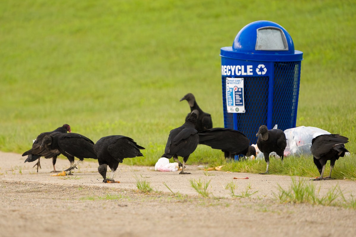 Black Vulture - ML639506681