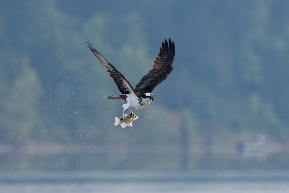Osprey - ML639506683