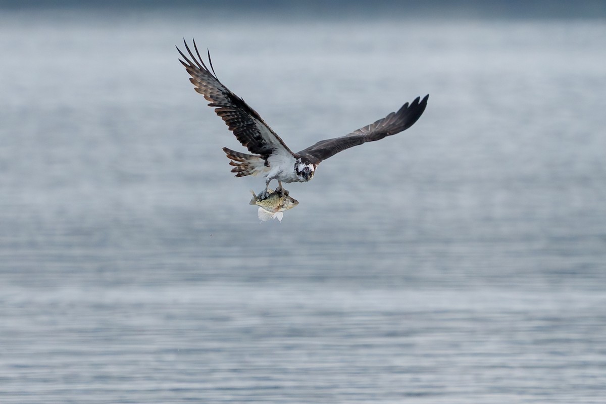 Osprey - ML639506684