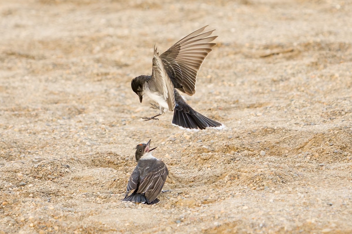 Eastern Kingbird - ML639506686