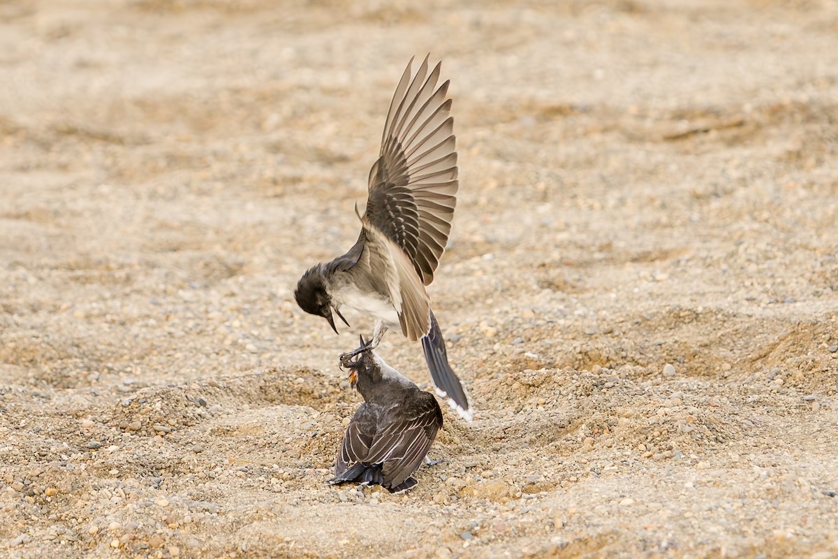 Eastern Kingbird - ML639506687