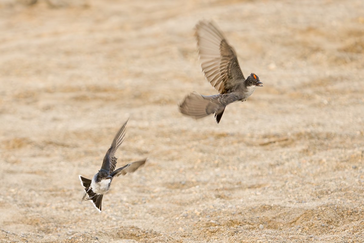 Eastern Kingbird - ML639506688