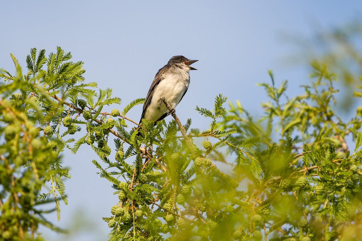 Eastern Kingbird - ML639506690