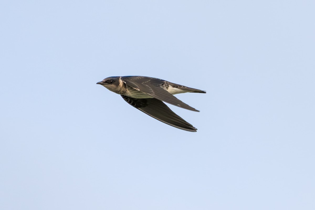 Purple Martin - ML639506694
