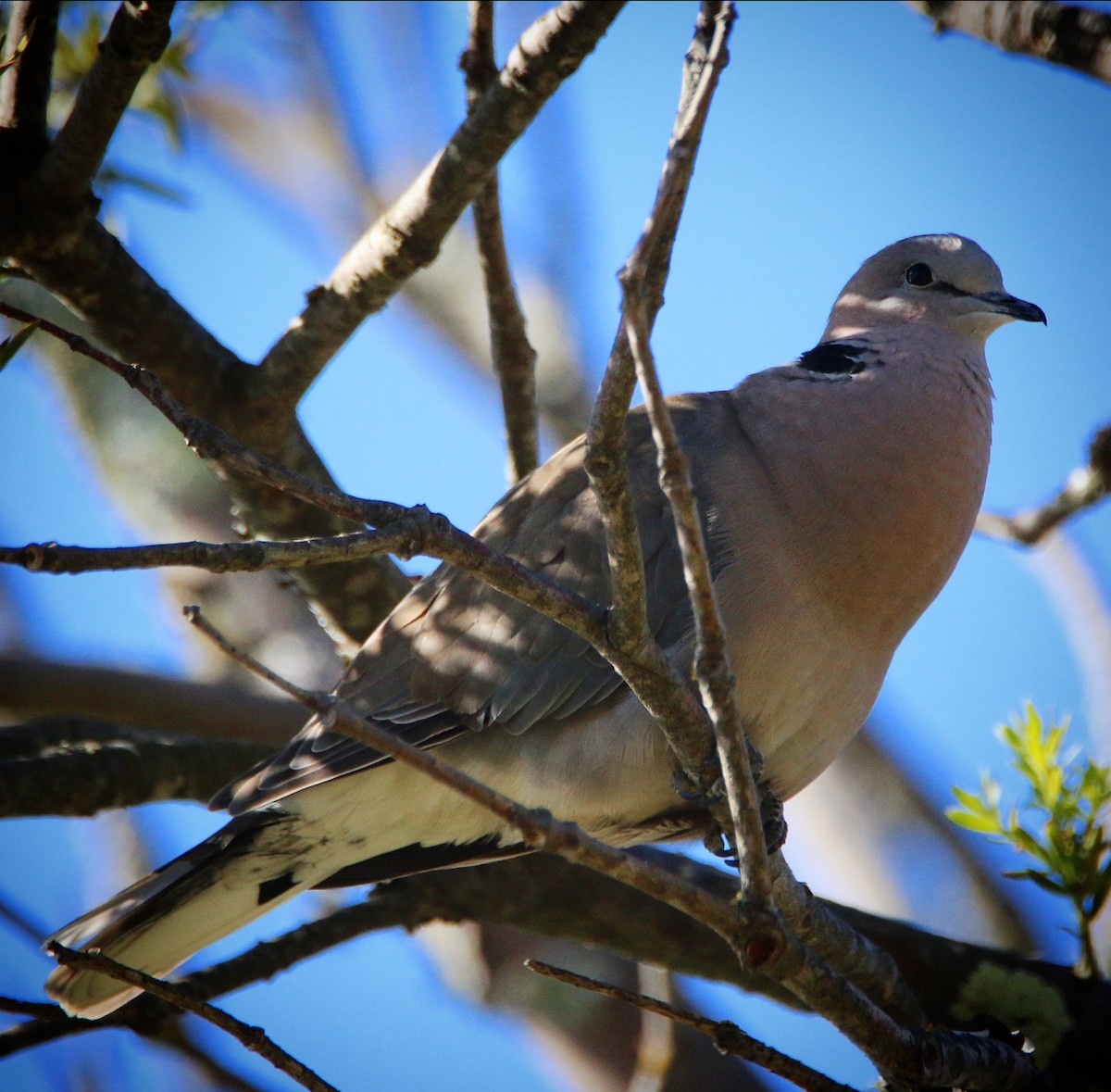 Gurrtaube - ML639506923