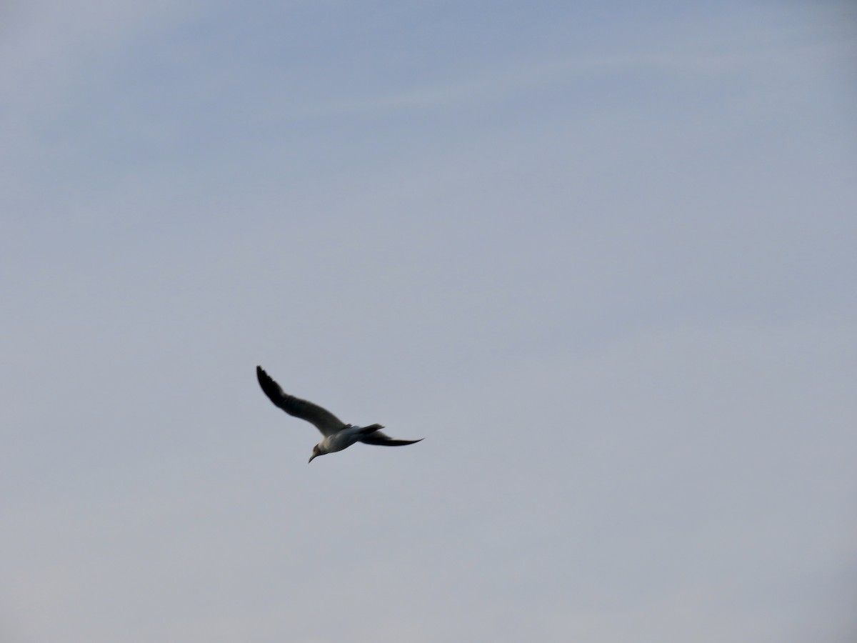 Laughing Gull - ML639507059