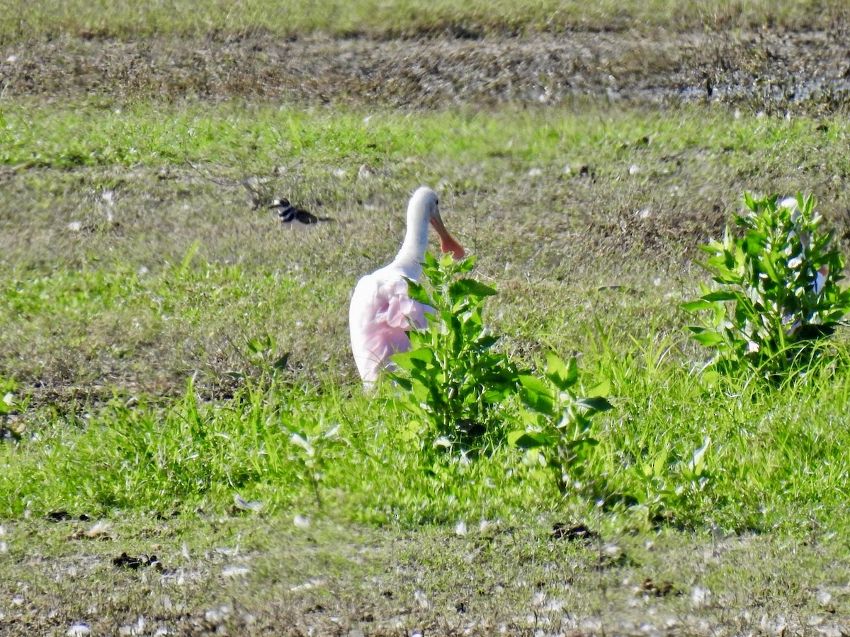 Roseate Spoonbill - ML639507079
