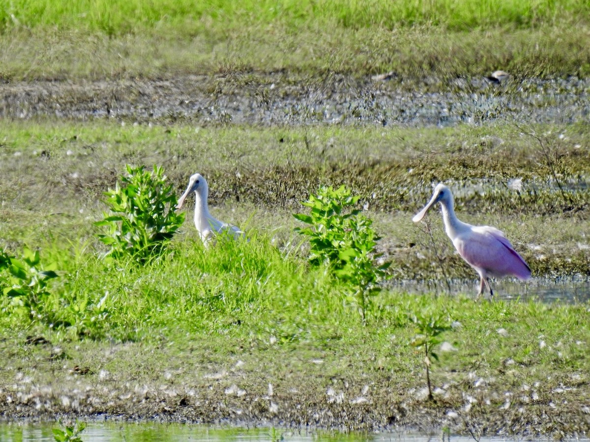 Roseate Spoonbill - ML639507080