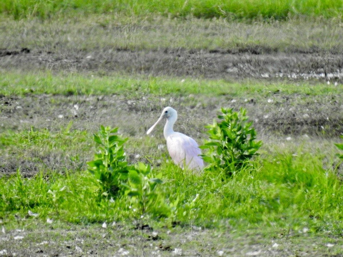Roseate Spoonbill - ML639507081
