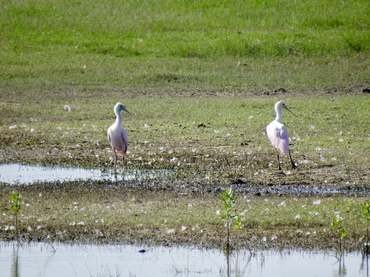 Roseate Spoonbill - ML639507082