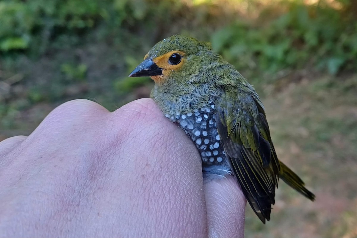 Green-backed Twinspot (Green-breasted) - ML639507159