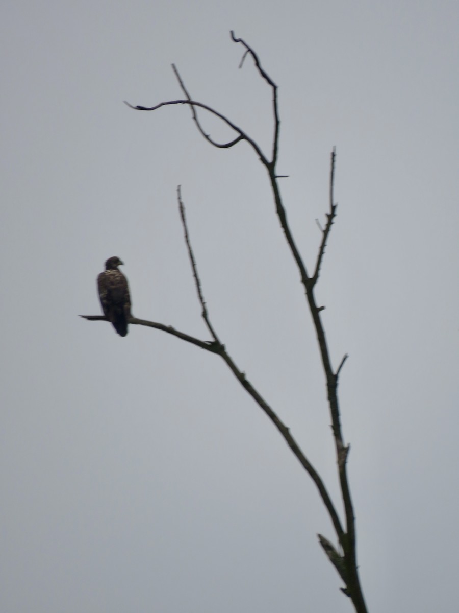 Bald Eagle - ML639507323