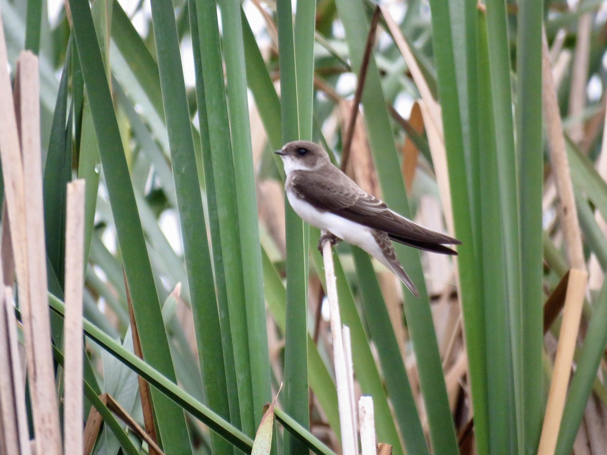 Bank Swallow - ML639507327