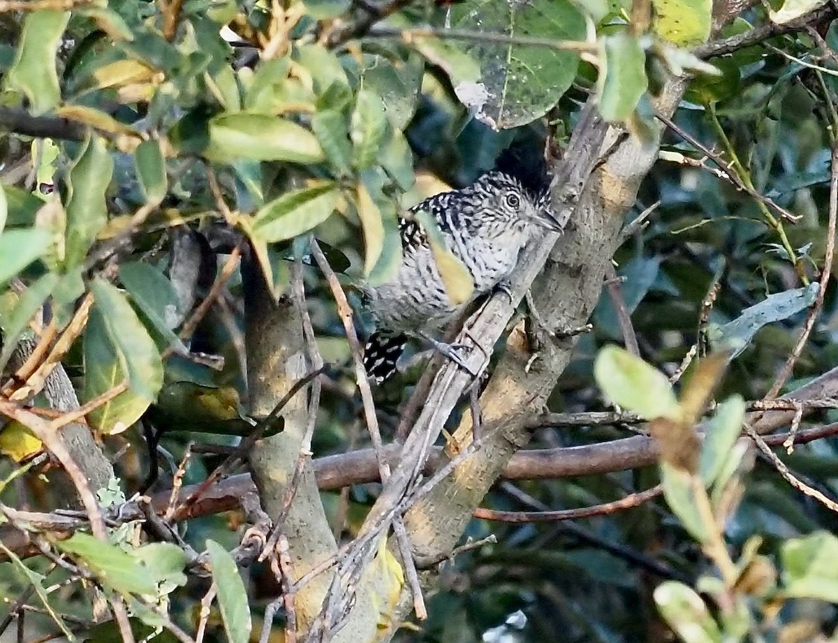 Barred Antshrike - ML639507332