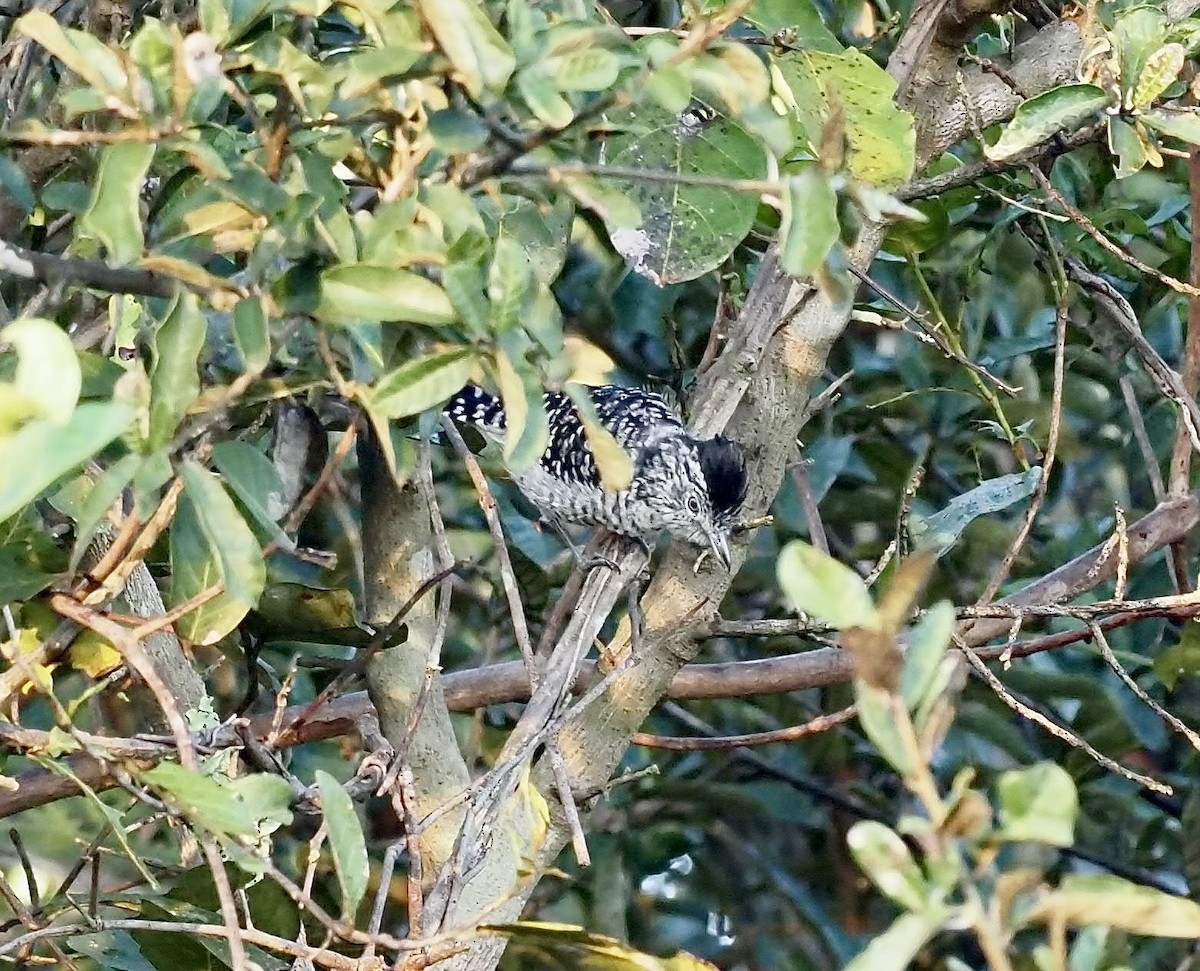Barred Antshrike - ML639507339