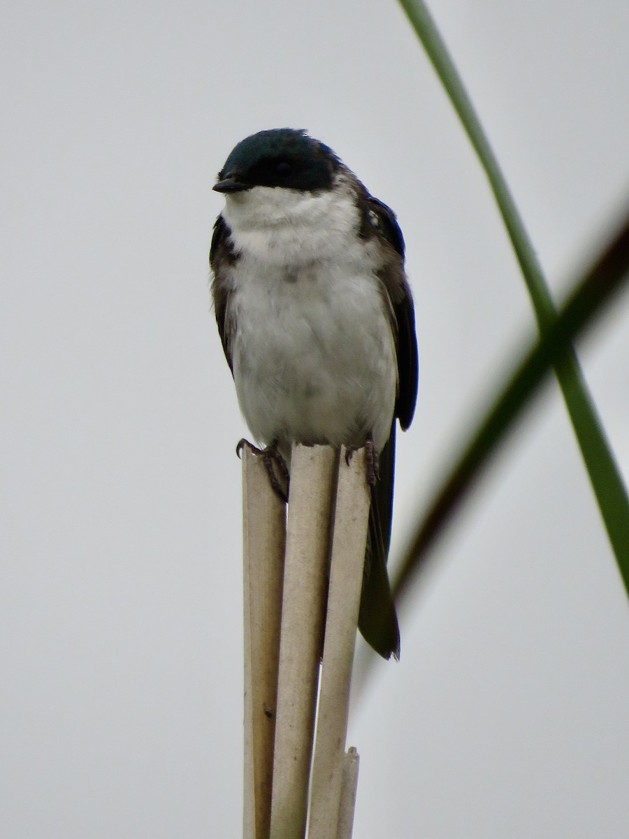 Tree Swallow - ML639507370