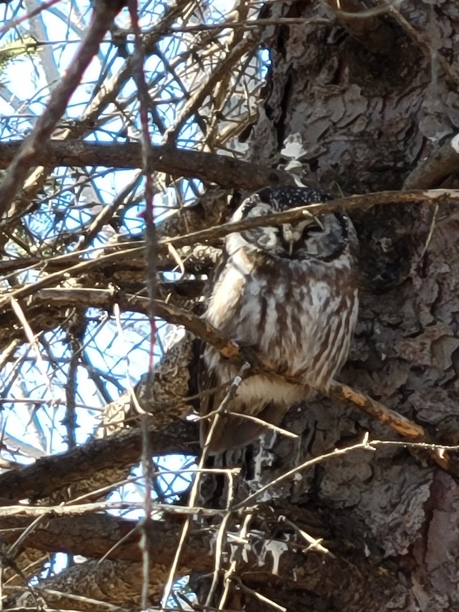 Boreal Owl - ML639507443