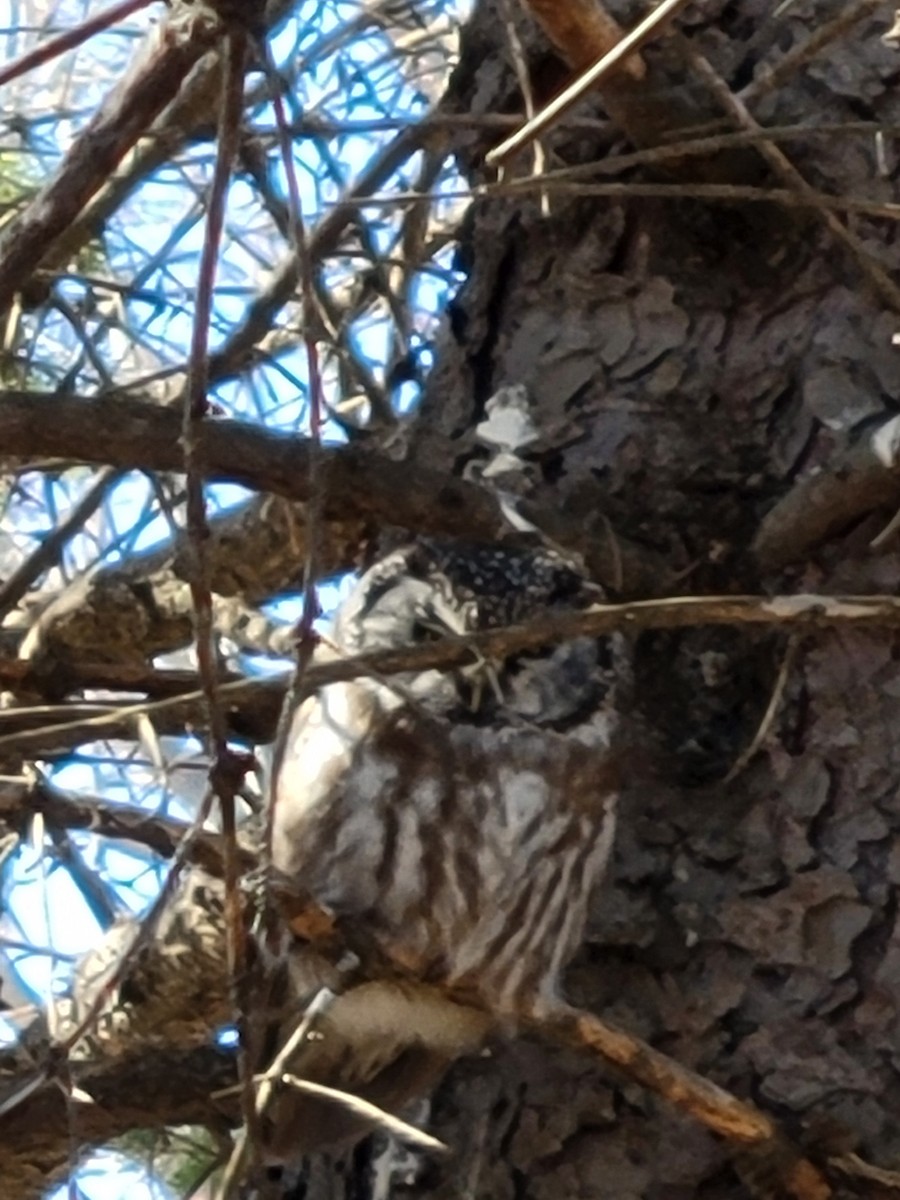 Boreal Owl - ML639507444