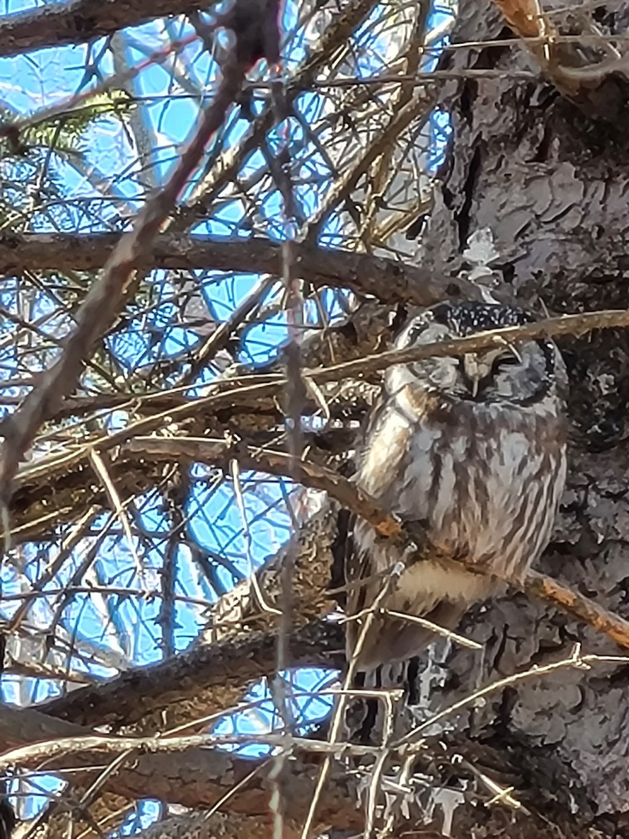 Boreal Owl - ML639507445
