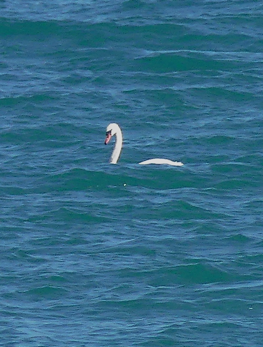 コブハクチョウ - ML639507466