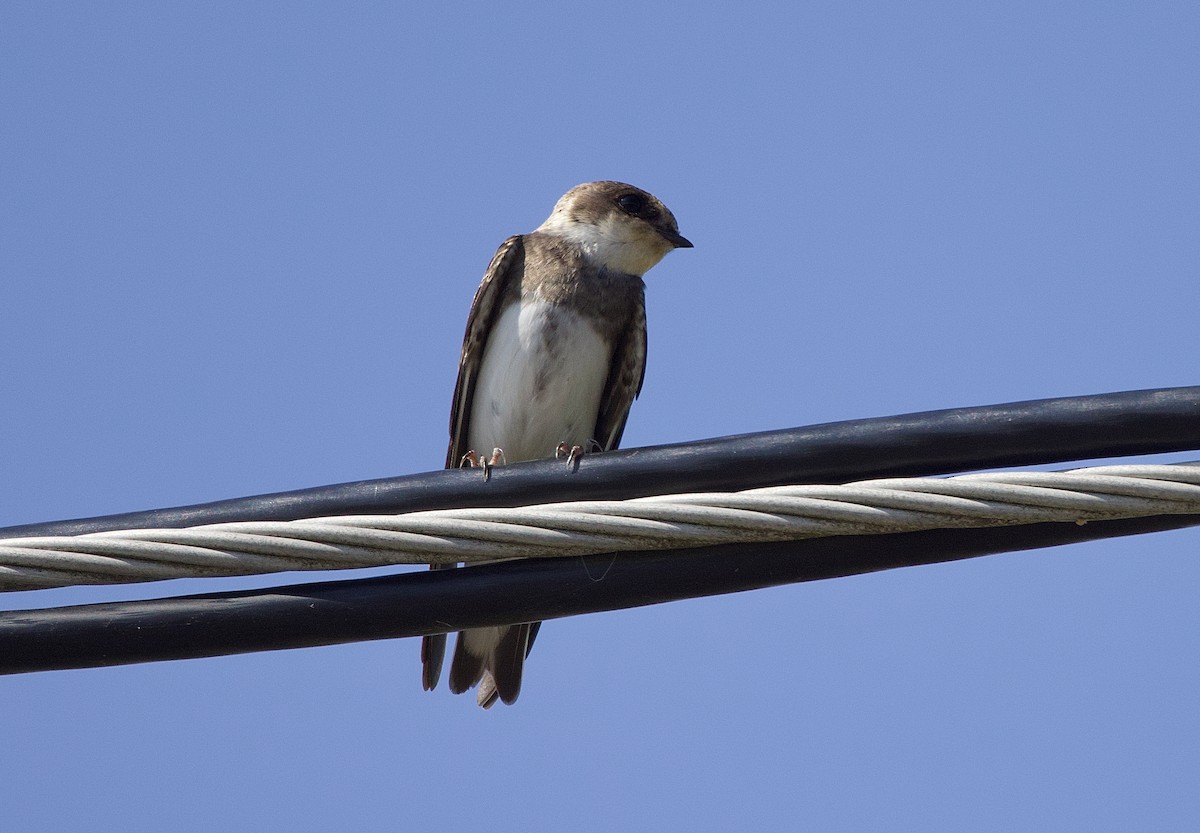Bank Swallow - ML639507527