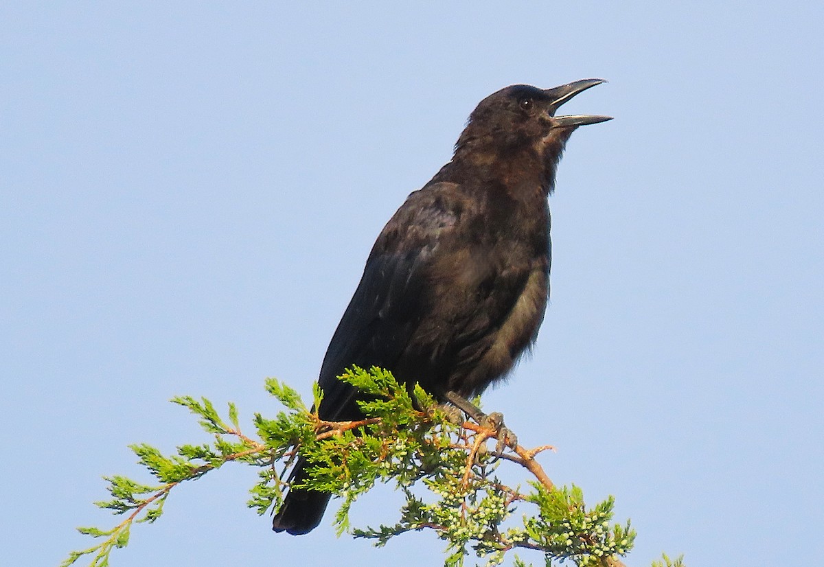 American Crow - ML639507532