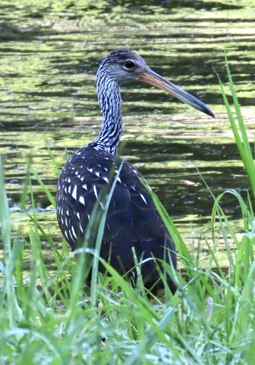 Limpkin - ML639507536