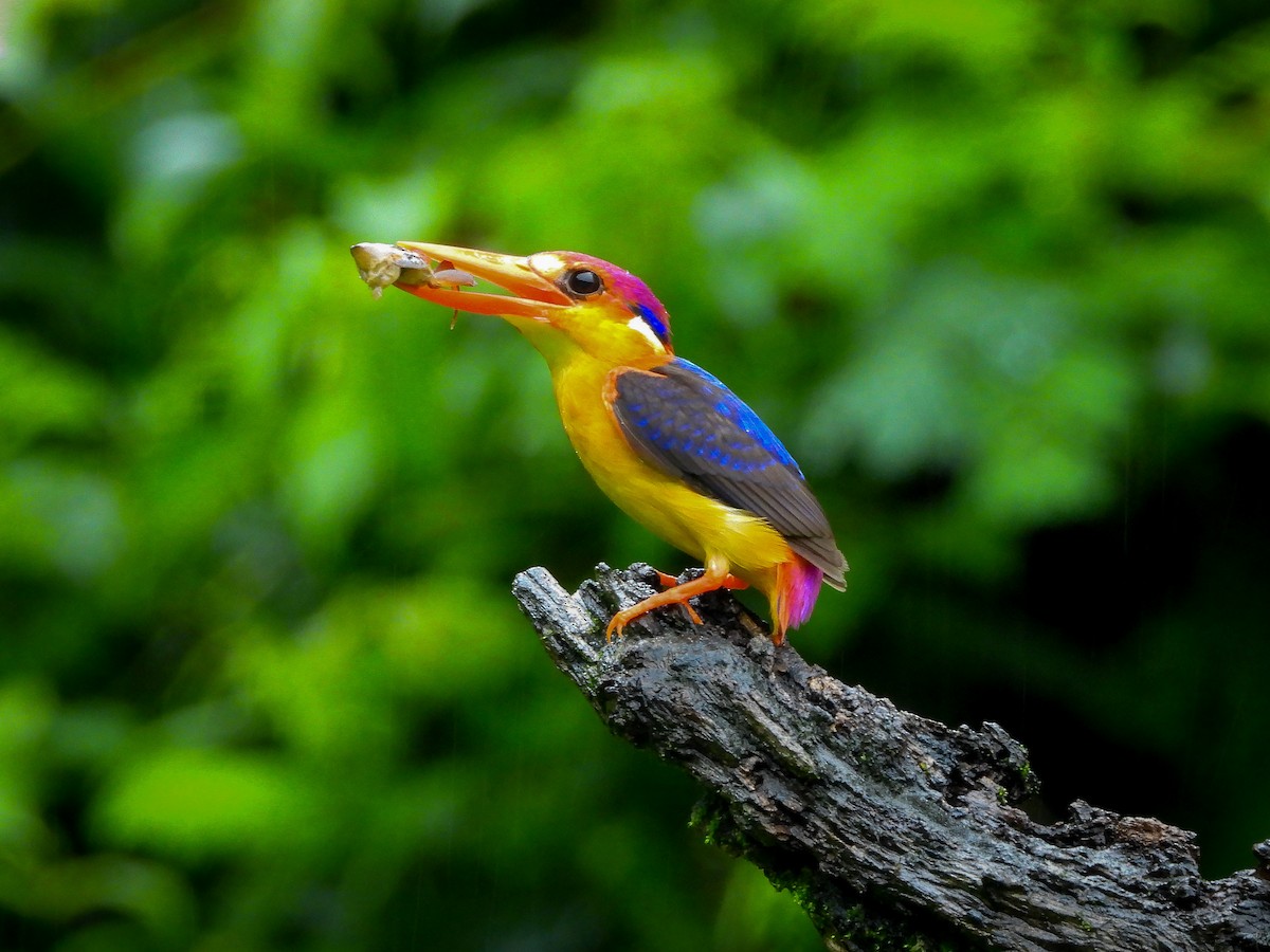 Black-backed Dwarf-Kingfisher - ML639507690
